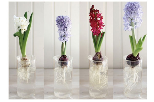 bulb vase 球根用フラワーベース ロング クリア ガラス 花瓶