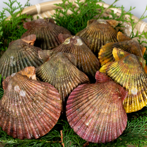 三重県産 天然 活 ヒオウギ貝(バタ貝、アッパッパ貝)【冷蔵配送】【送料込】