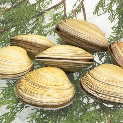 天然 活 大アサリ【冷蔵配送】【送料込】