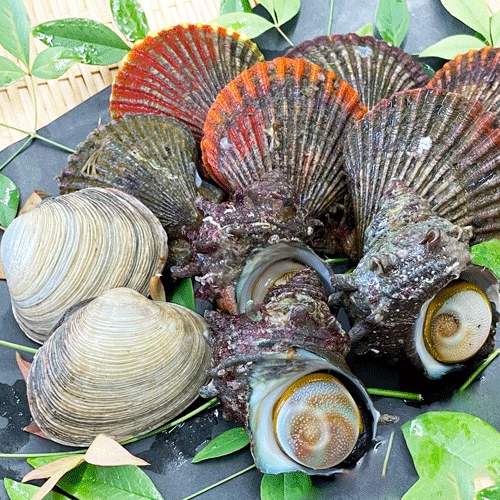 【海鮮バーベキューセット】ヒオウギ貝、サザエ、大アサリ(3～4人前)【冷蔵配送】【送料込】