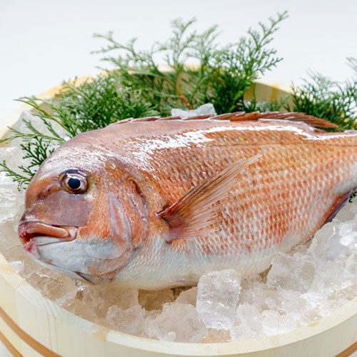 活〆鯛 片身【冷蔵配送】【送料込】
