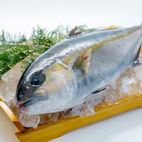 活〆カンパチ【冷蔵配送】【送料込】