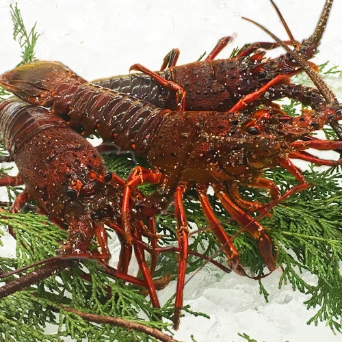 「活」伊勢海老 