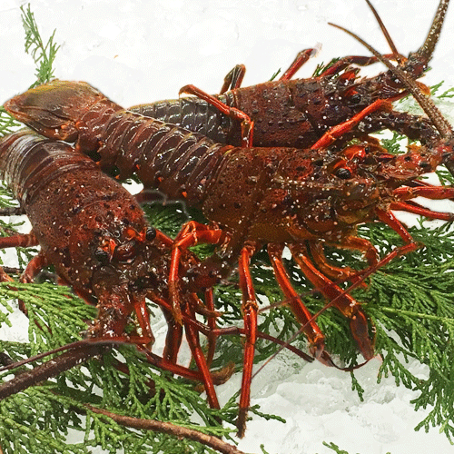 活伊勢海老 約1kg(3～5尾)【常温配送】【送料込】の写真