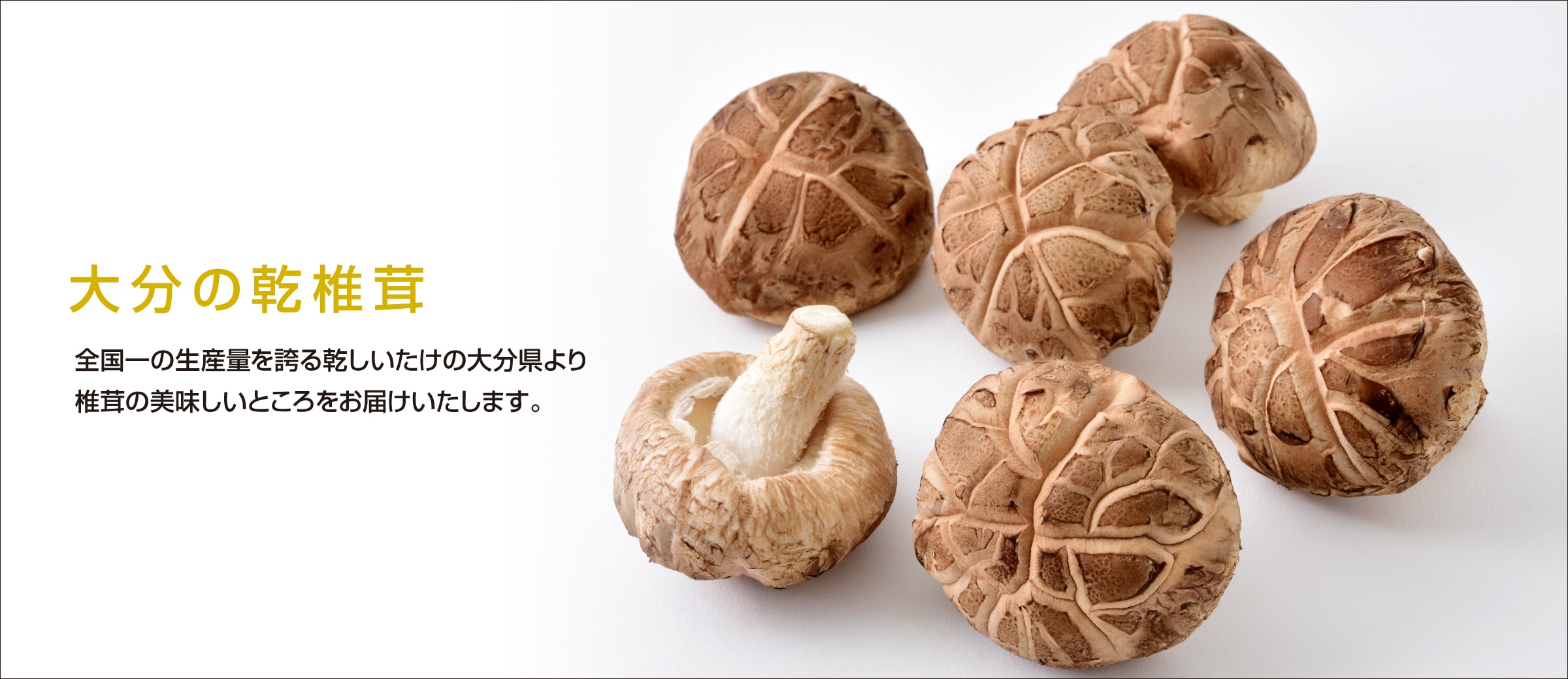 08_shiitake_2400x1040