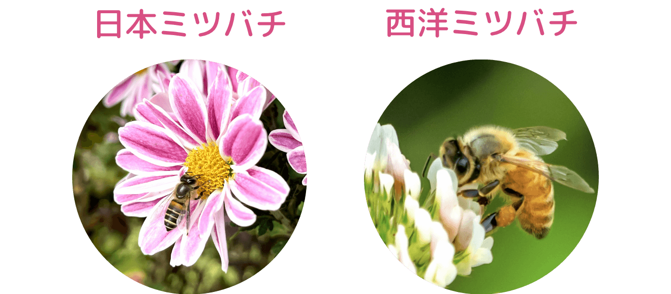日本ミツバチと西洋ミツバチの比較表
