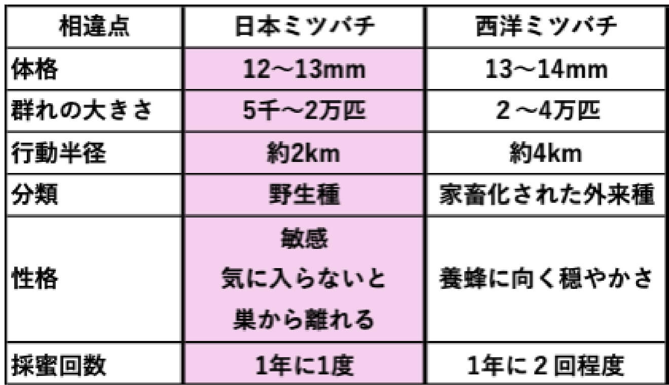 日本ミツバチと西洋ミツバチの比較表