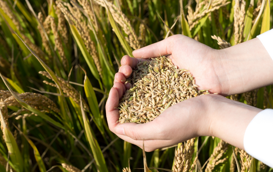 自然の力で栽培