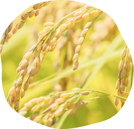 動物性堆肥も不使用