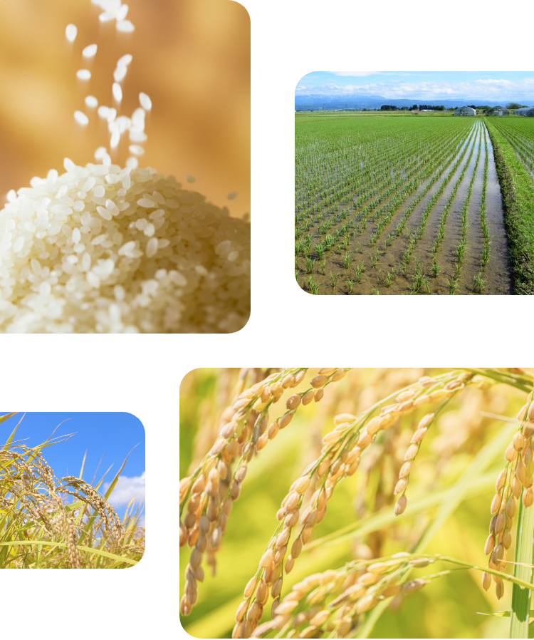 自然栽培米 黒龍の光の栽培の様子