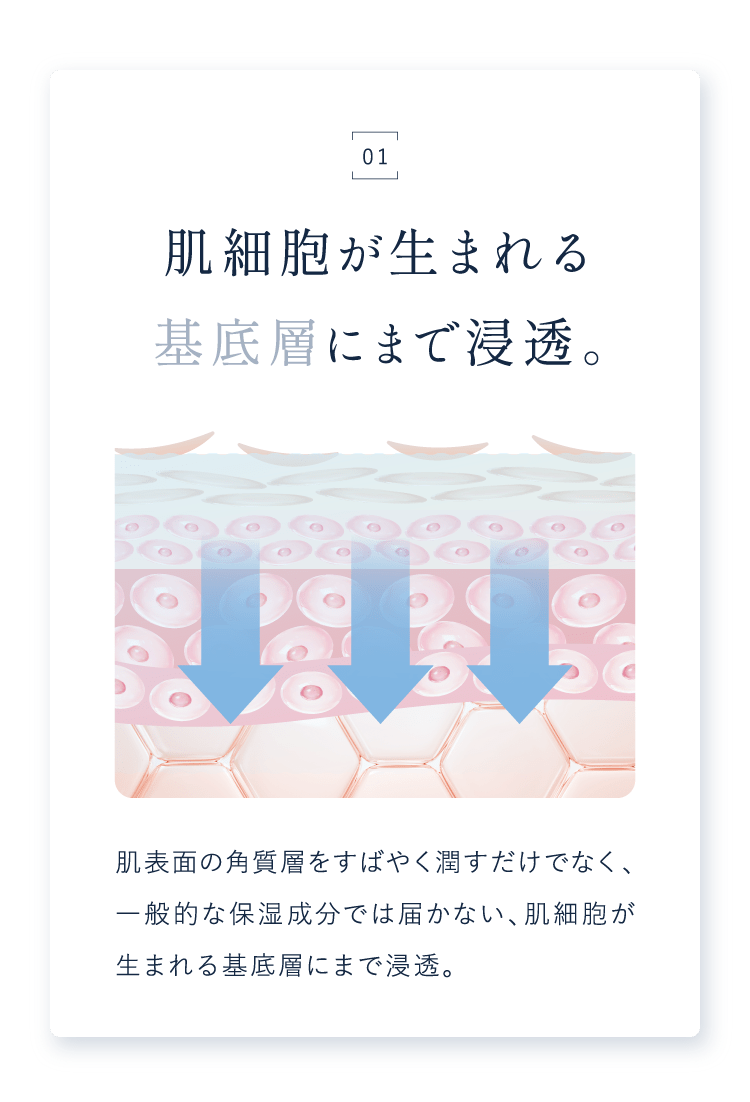 01 肌細胞が生まれる基底層にまで浸透。