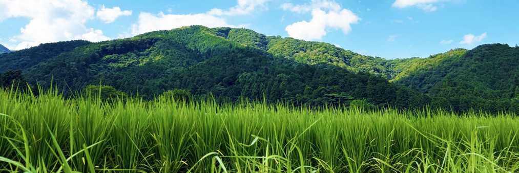 蘭越米4kg食べ比べセット、長田農産