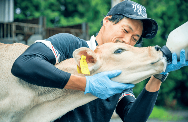 ブラウンスイス牛に乳を与える十勝清水コスモスファームの飼育担当