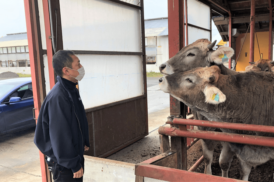 相思相愛の安藤さんとブラウンスイス牛