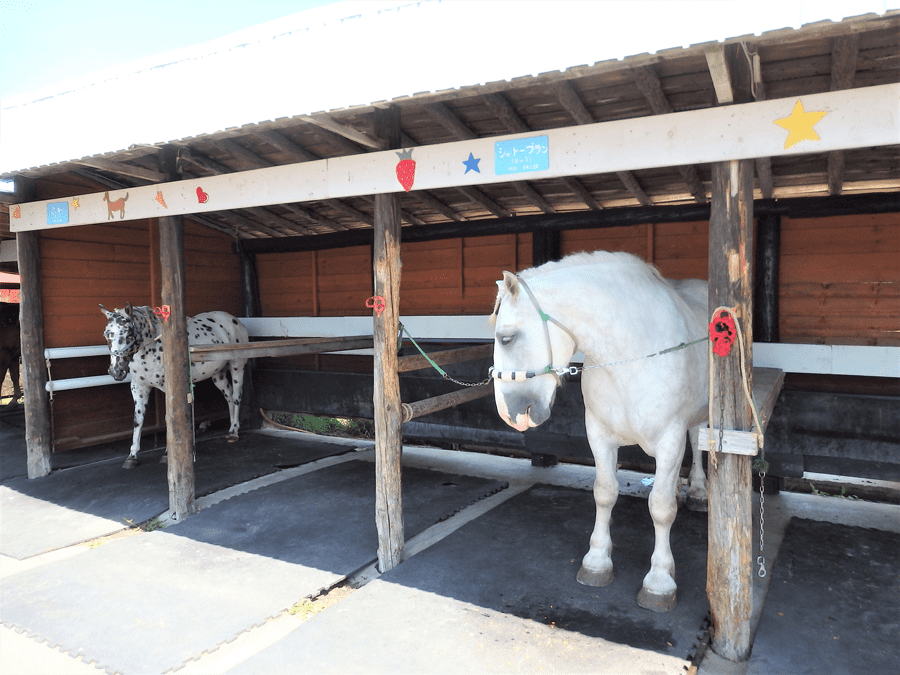 アースドリーム角山農場のお馬さん