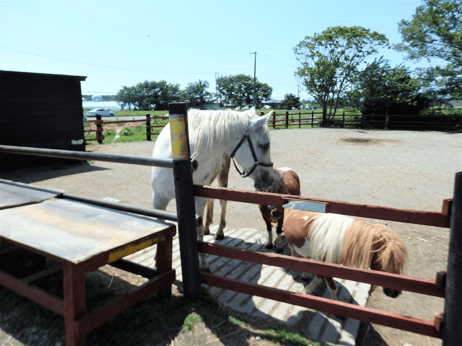 トンデンファーム本社工場の馬、ポニー？