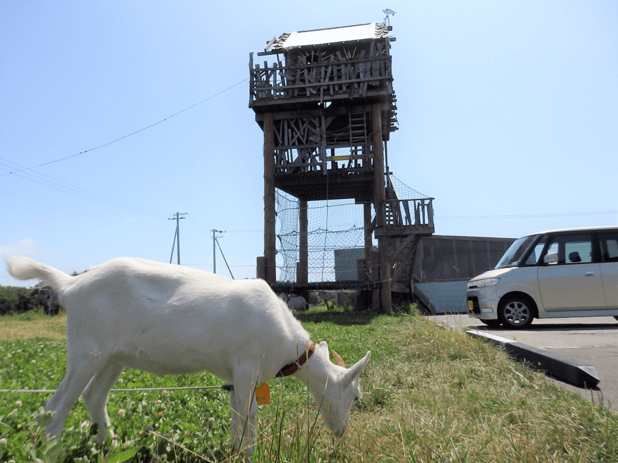 トンデンファーム本社工場にいたヤギ