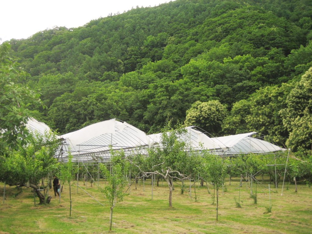 札幌市内なのに大自然なロケーションの桜井農園