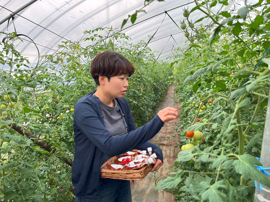 ミニトマトに恋した娘と土づくりに人生を懸ける農園主 ～縁で生まれた