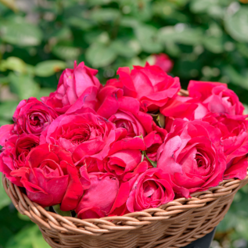 Natural Rose Chocolate (5個入) | 食品 | Rose Cheek オンラインストア