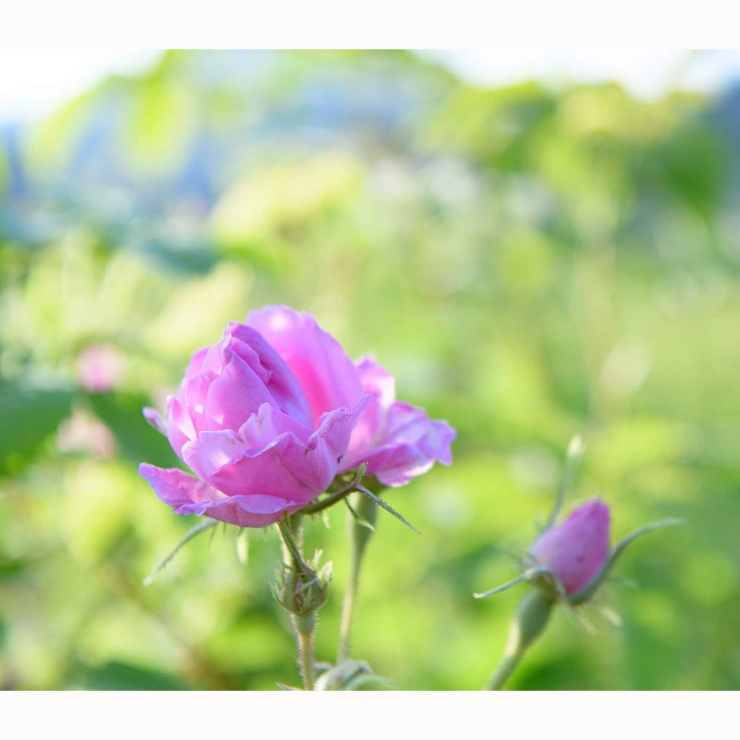 冷凍ダマスクローズ 500g | アロマ | Rose Cheek オンラインストア