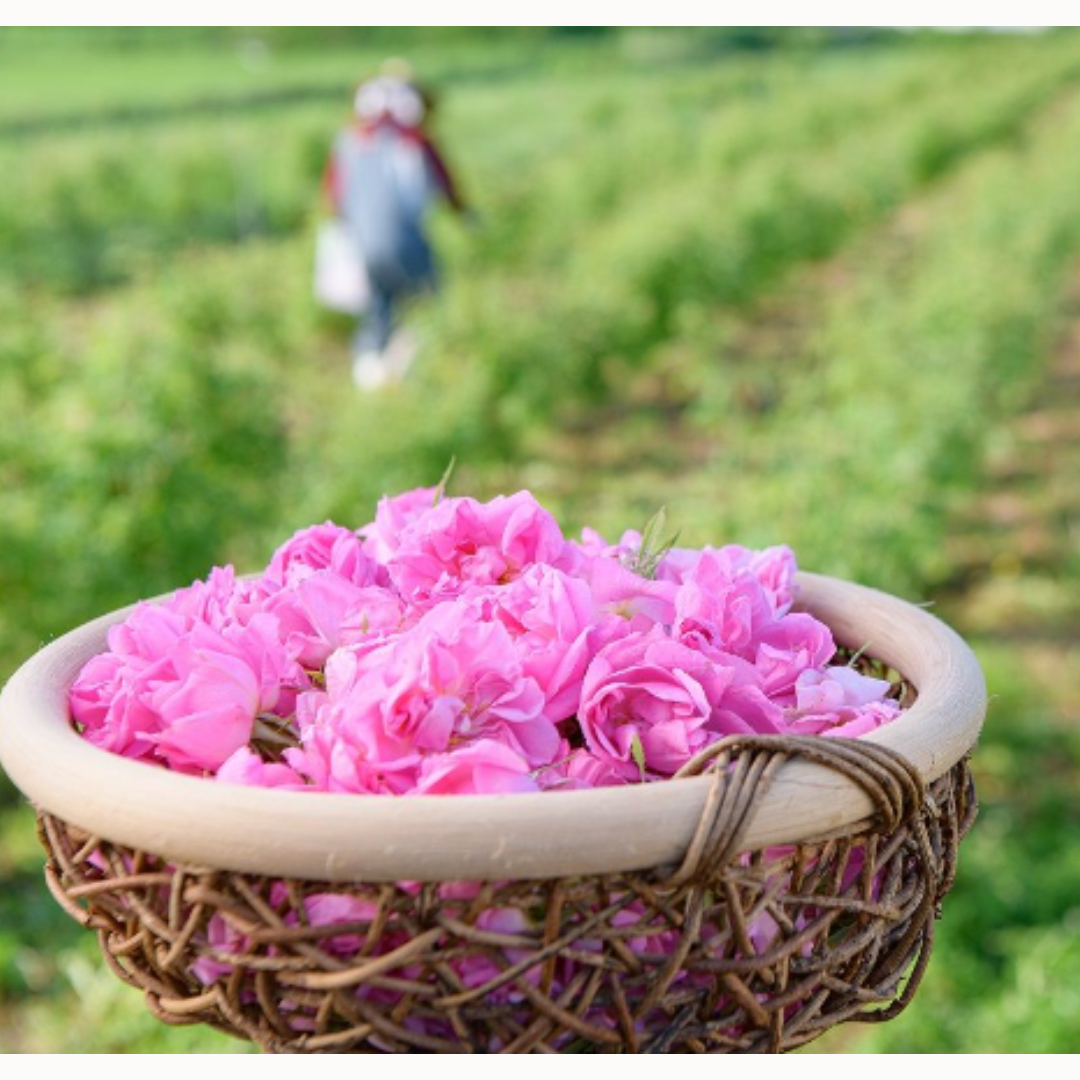 冷凍ダマスクローズ 500g | アロマ | Rose Cheek オンラインストア