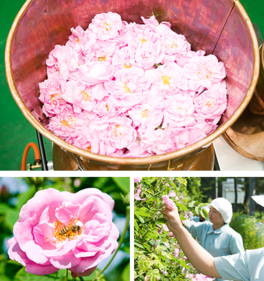 ラピ ローションサンプル｜美容製品の通販 ローズメイ