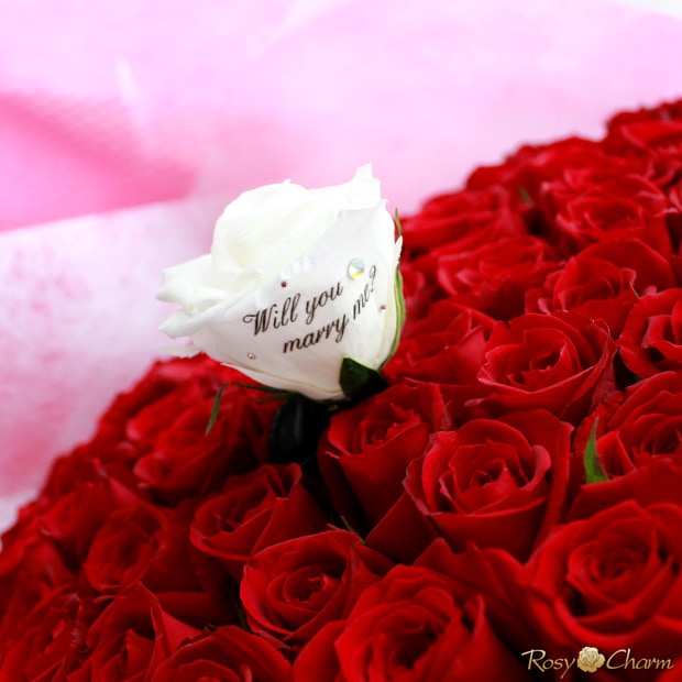 �ץ��ݡ�����£��Х��«100�ܡ�108�ܡå�å������ץꥶ���������֡���