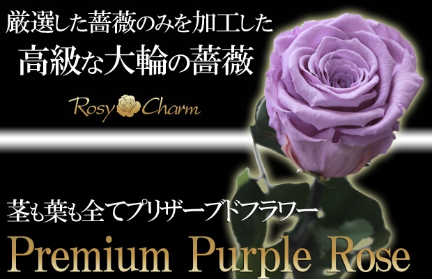 枯れない花　紫のバラ