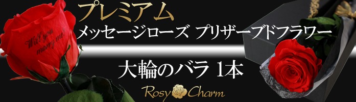 �ץ�ߥ��� ��å����������� �ץꥶ���֥ɥե�