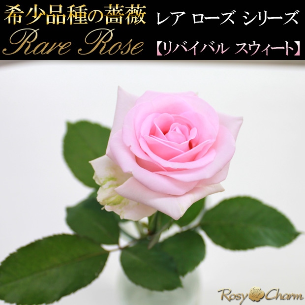 ミニブーケ（希少品種の薔薇）｜そのまま飾れるバラの花束 【ピンク