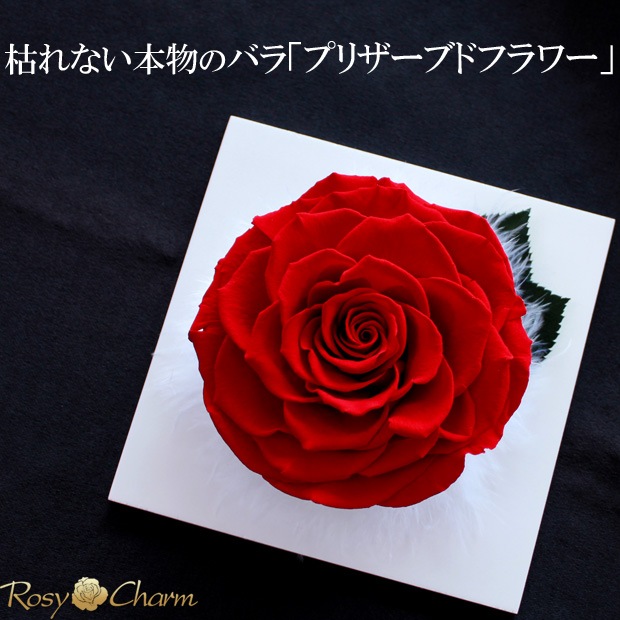 フォトフレーム｜大輪の赤い薔薇【写真立て】一輪のバラ プリザーブド