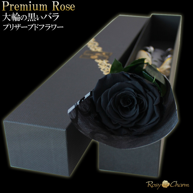 ���ؤι����Х飱�ܥץꥶ���֥ɥե�