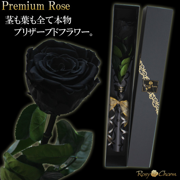 �Ϥ�ʤ��֡åץꥶ���֥ɥե�