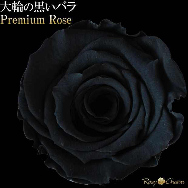 ���鯡����ؤι��ʼ����鯰���