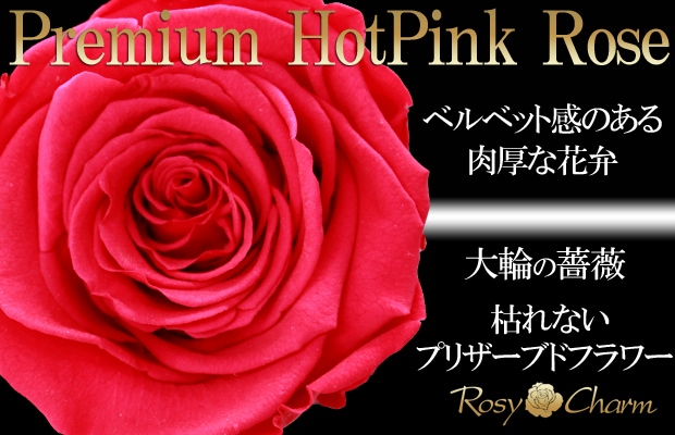 大輪の薔薇｜プレミアムローズ｜ホットピンク