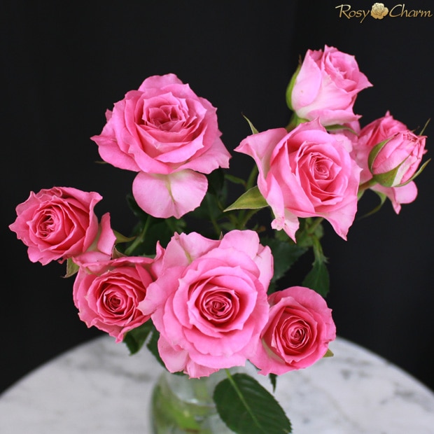 ���ץ졼�Х�β�«��RosyCharm