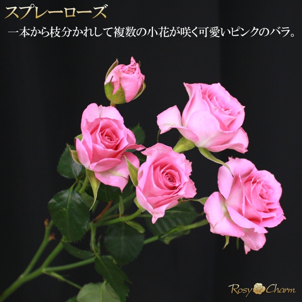 ���ץ졼�Х�òİ����ԥ󥯤���