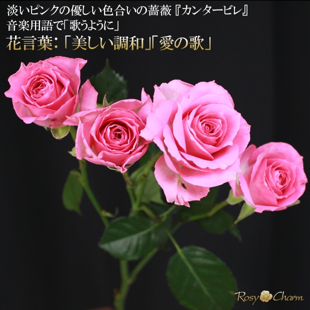 ���ץ졼�Х�å��󥿡��ӥ�