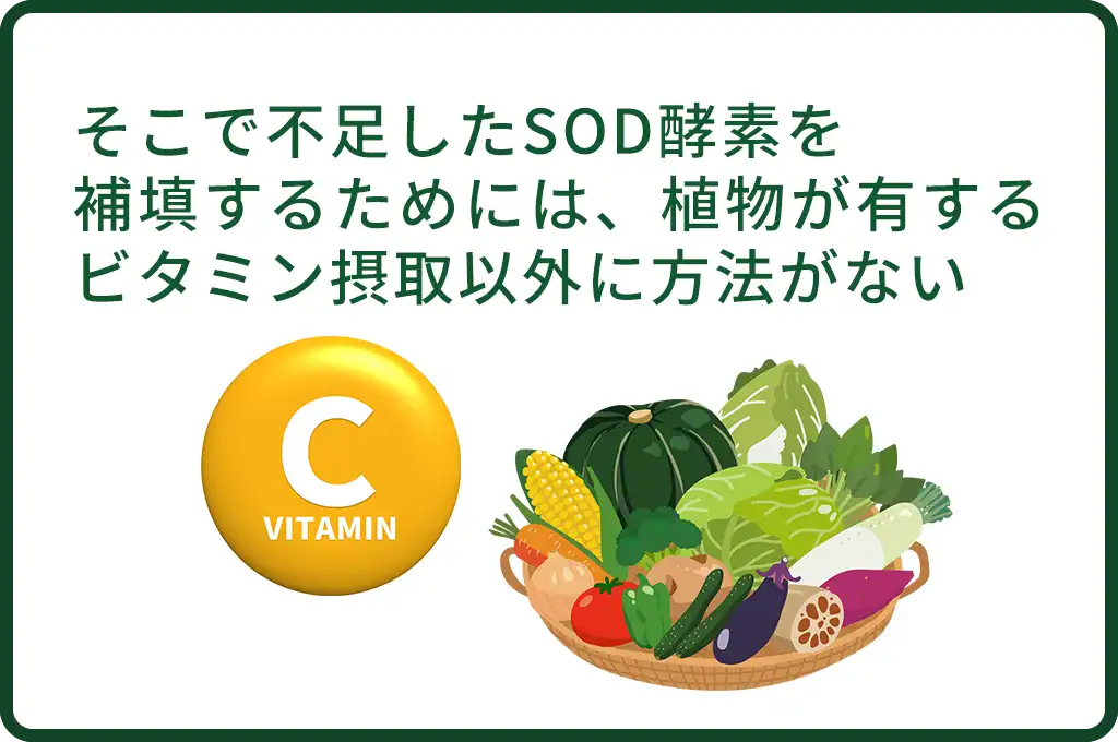 そこで不足したSOD酵素を補填するためには、植物が有するビタミン摂取以外に方法がない