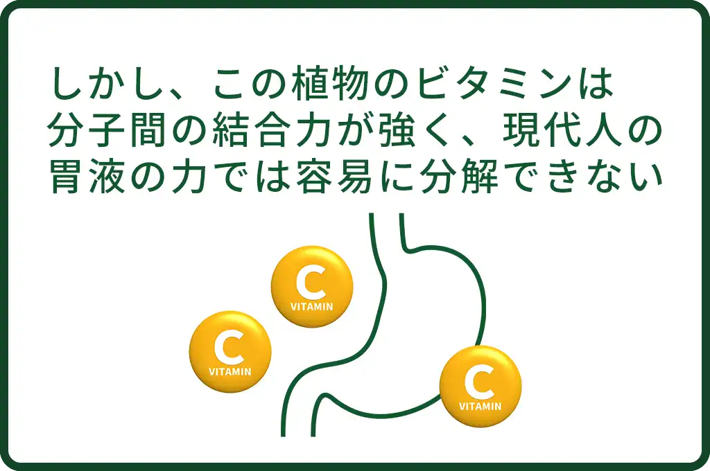 しかし、この植物のビタミンは分子間の結合力が強く、現代人の胃液の力では容易に分解できない。