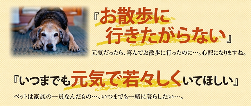 お散歩に行きたがらない