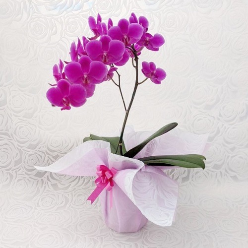 蘭花房 ミニ胡蝶蘭『満天紅』 1本立 | 農産物,花 | 【公式通販】道の  