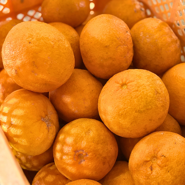 キュッと搾った果汁感！むなかた大島 甘夏ぽん酢 ×2本～ | 加工食品