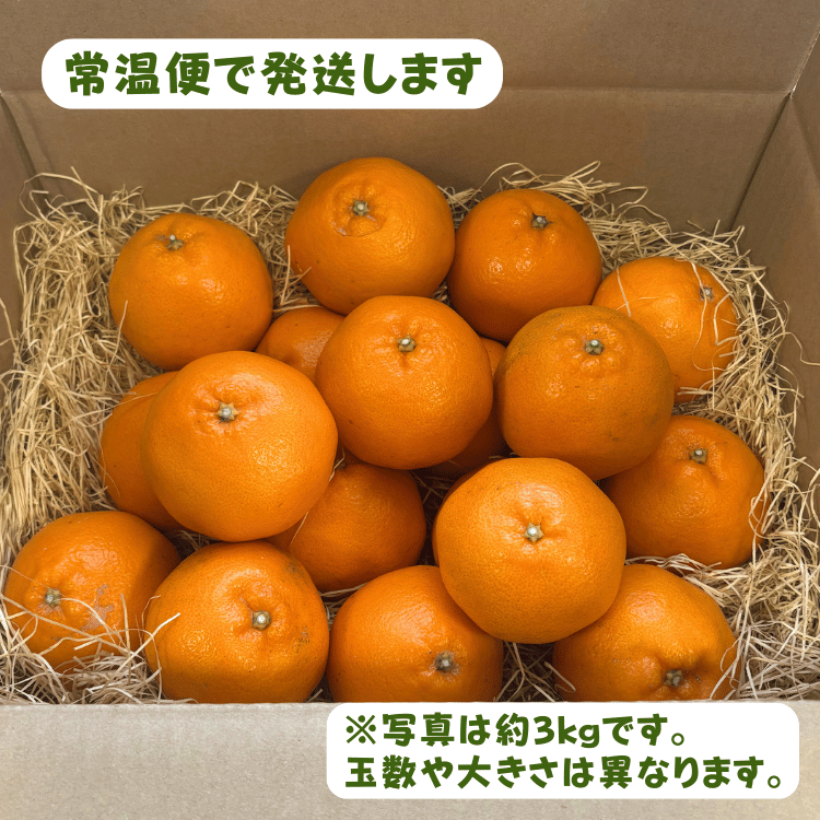 今期終了】大人気！甘くてジューシーな春柑橘 はるみ 3kg／5kg（中村