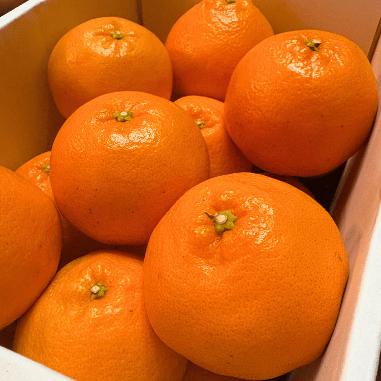 今期終了】大人気！甘くてジューシーな春柑橘 はるみ 3kg／5kg（中村