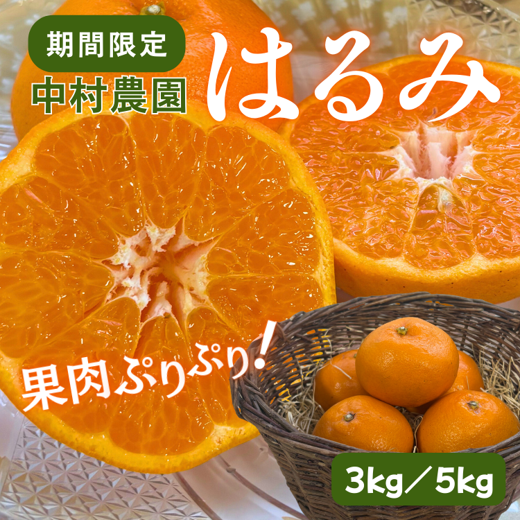 今期終了】大人気！甘くてジューシーな春柑橘 はるみ 3kg／5kg（中村