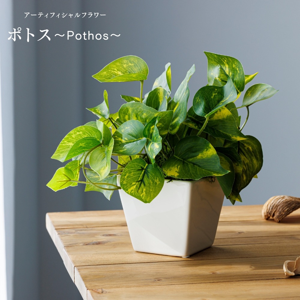 造花 Pothos ポトス1