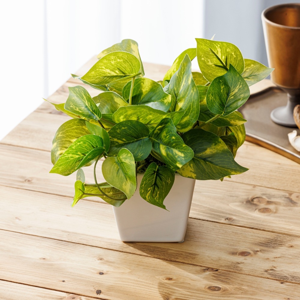 造花 Pothos ポトス5