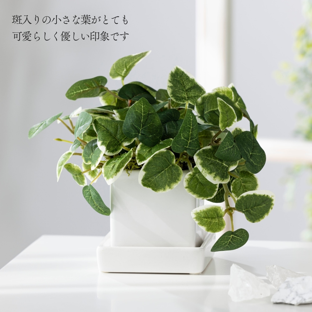 造花 pumila プミラ2